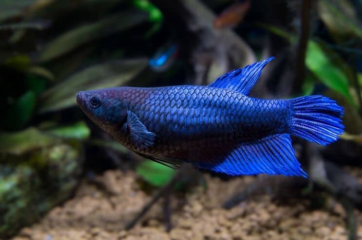 Žena Betta Fish