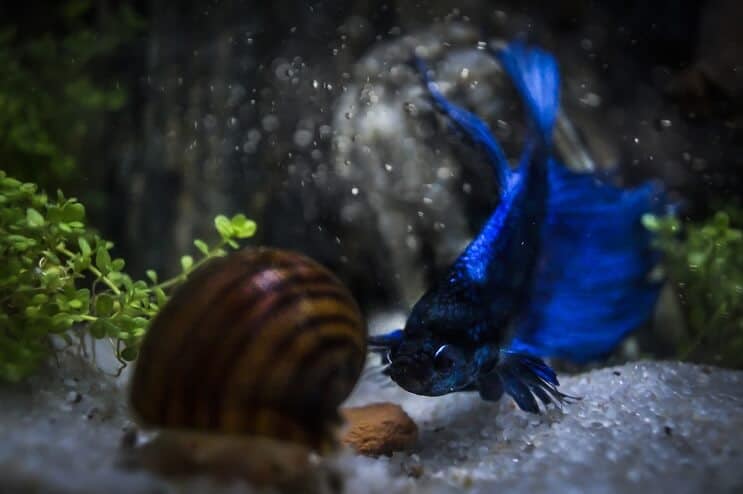Betta a šnek