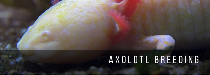 Šlechtění Axolotl
