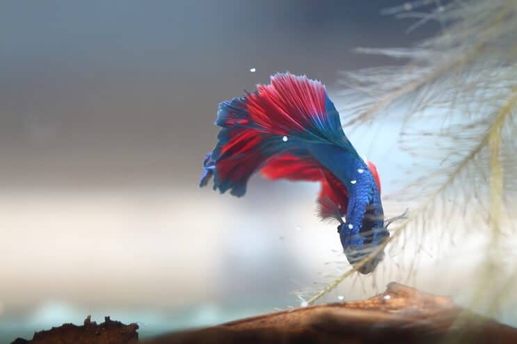 Betta sbírání vajec