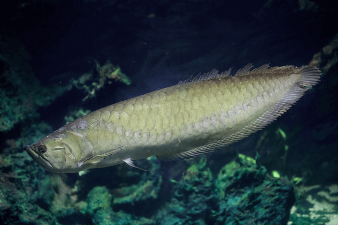 Stříbrný vzhled Arowana