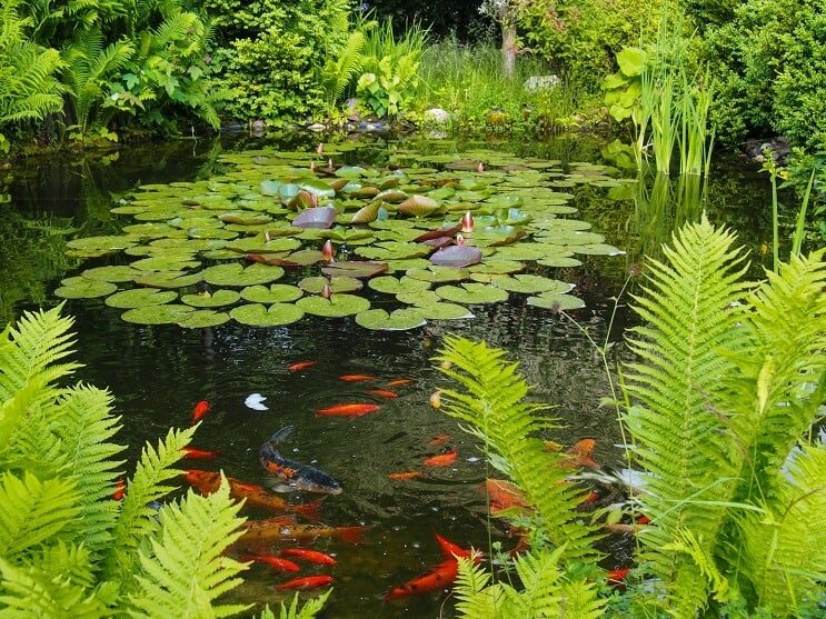 Zlaté rybky a rybník Koi