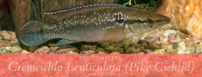 crenicichla lenticulata (štika obecná)
