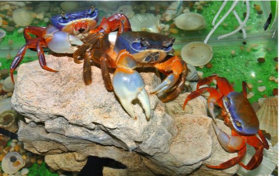 duhový krab
