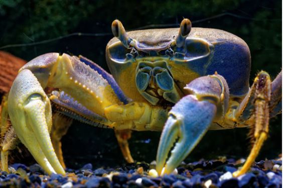 duhový krab