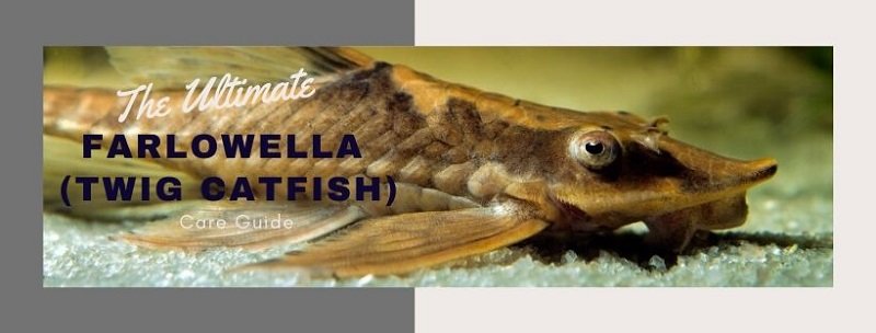 Průvodce péčí o Ultimate Farlowella (Twig Catfish)