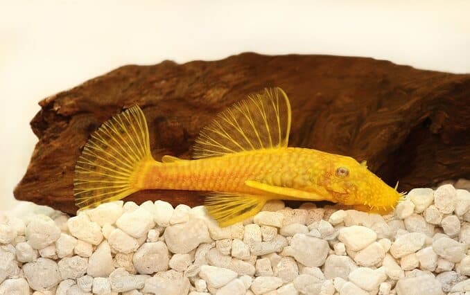 Golden Ancistrus pleco sumec Akvarijní ryby štětinaté