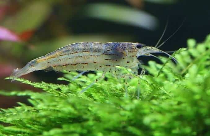 Amano krevety
