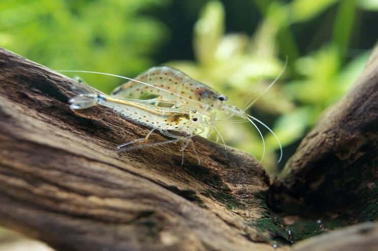 Amano krevety