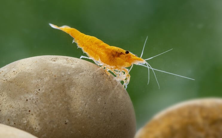 Neocaridina krevety