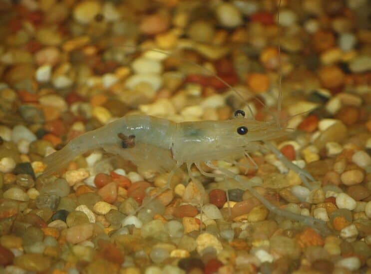 Indian Whisker krevety