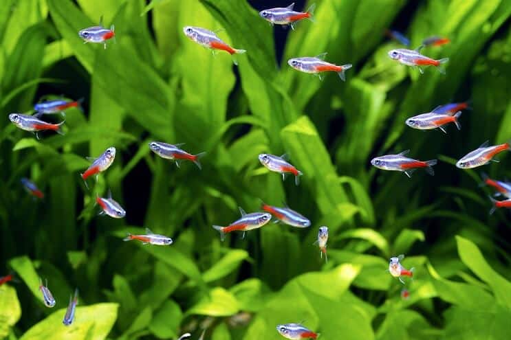 Tank Mates pro Assassin Snail