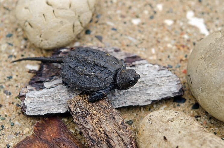 Baby Snapping Turtle: Kompletní průvodce péčí a informace o plemeni