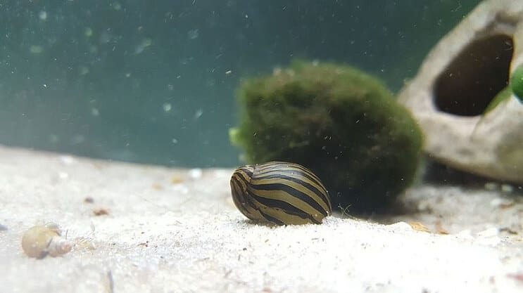 Zebra Nerite Snail v nádrži