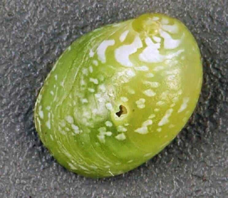 Emerald Nerite Snail