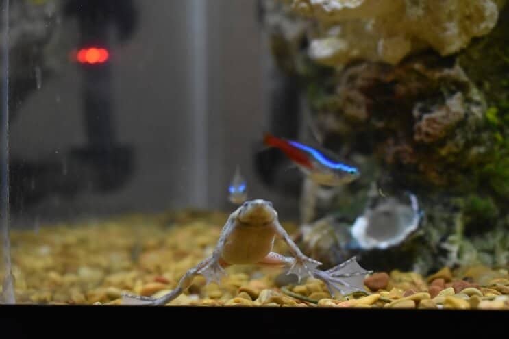 Africká trpasličí žába a Neon Tetra