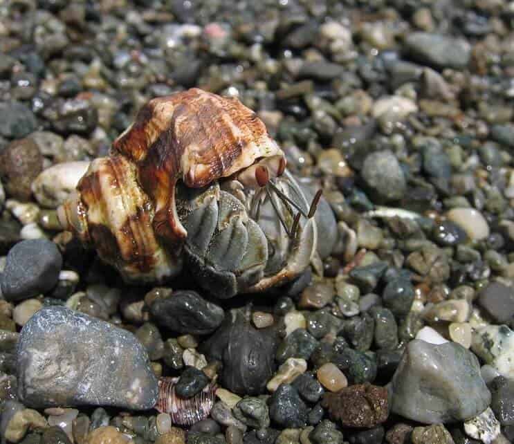 Ekvádorský krab poustevník