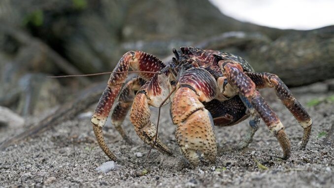 Kokosový krab