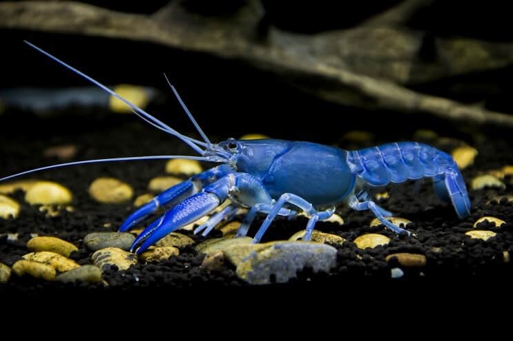 Rak Cherax destructor