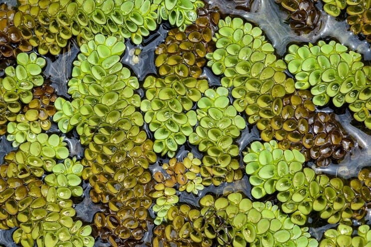 Plovoucí Watermoss
