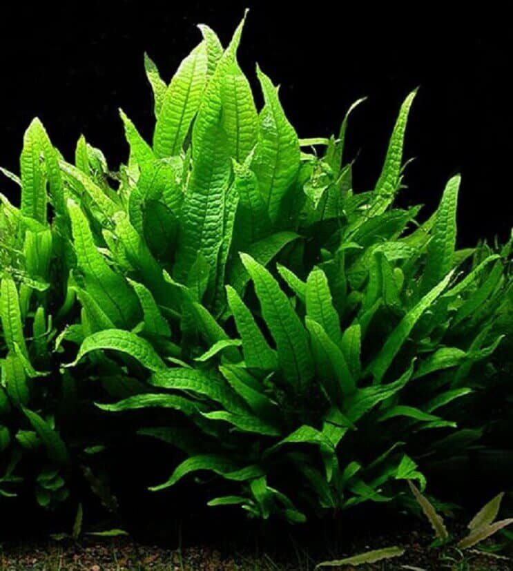 30+ nejlepších akvarijních rostlin se slabým osvětlením: snadná péče, koberec a další…