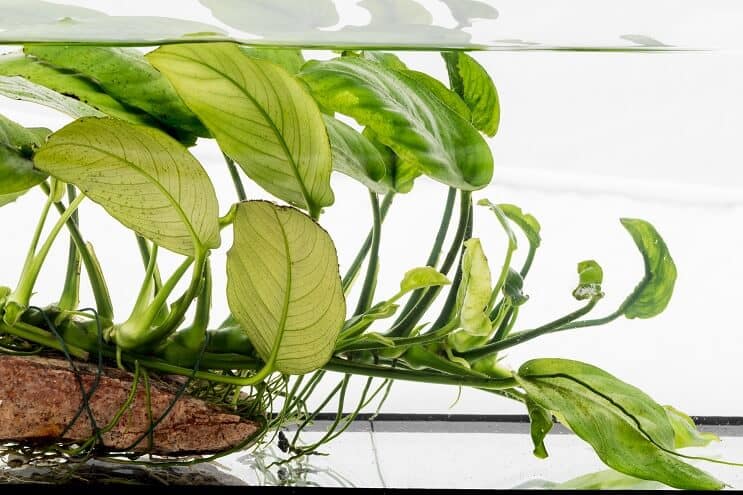 Anubias nana na naplaveném dříví