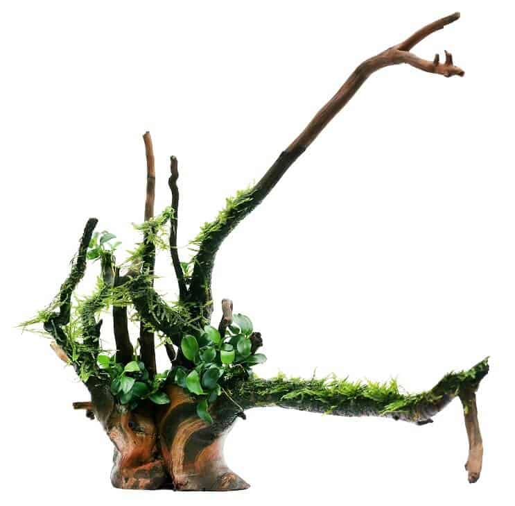 Anubias Nana a Java Moss