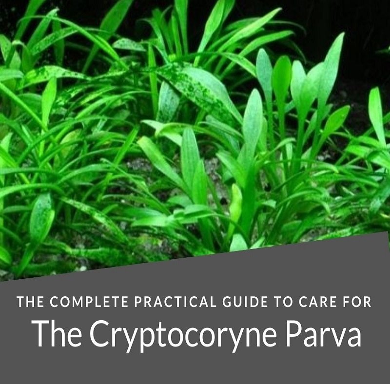 Cryptocoryne Parva - Kompletní průvodce praktickou péčí