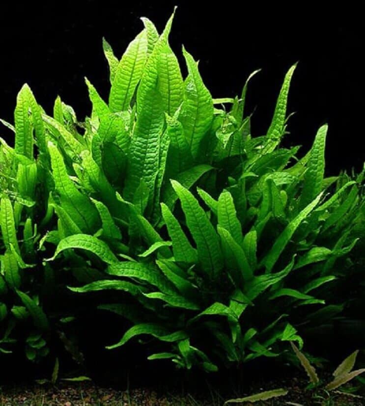 Vzhled Java Fern