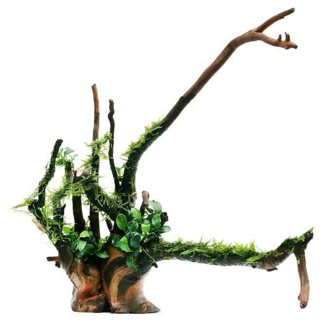 Java mech a Anubias na dřevě