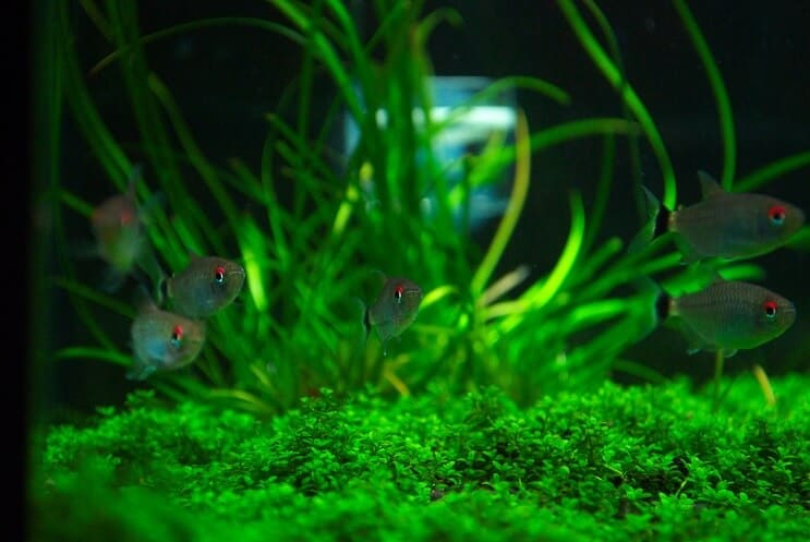 Tank Mates pro Staurogyne Repens