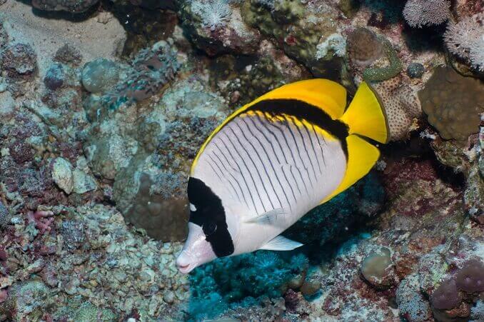 Lemované Butterflyfish