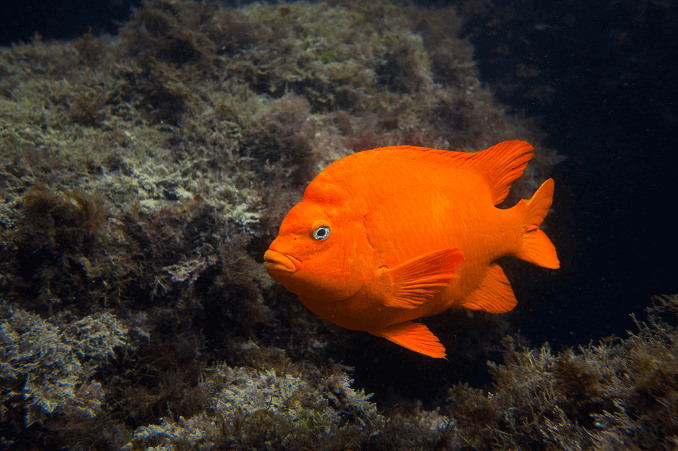 Garibaldi Fish: Kalifornská státní ryba