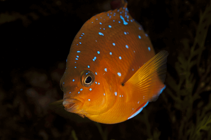 Juvenilní Garibaldi