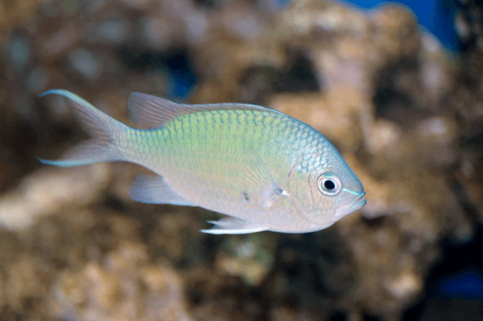 Vzhled zeleného chromu