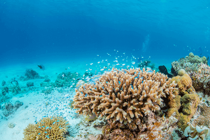 Zelená Chromis Schoal