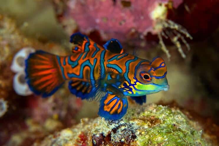 Mandarin Dragonet Vzhled