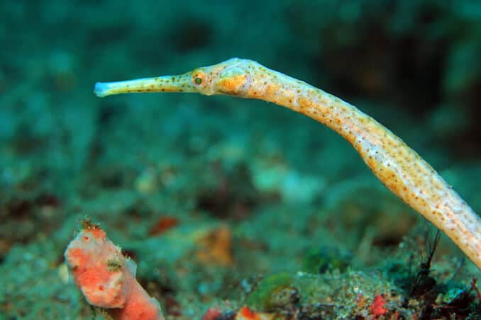Druhy Pipefish