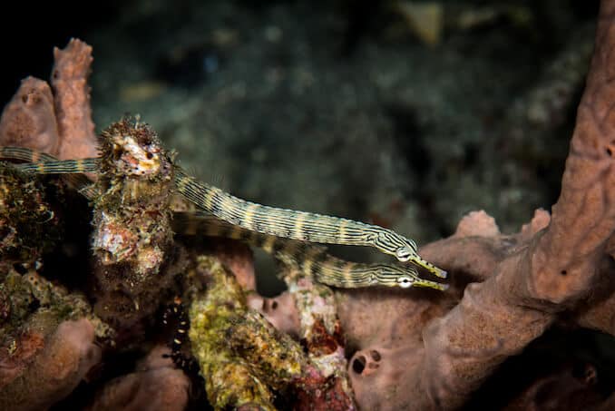 Dvojice Pipefishů