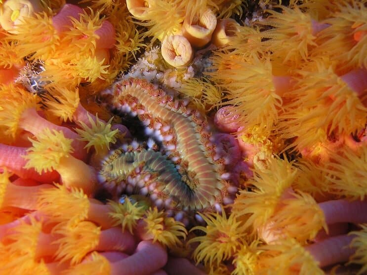 Vousatý Fireworm