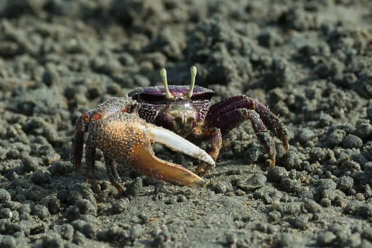 Mužský fialový krab