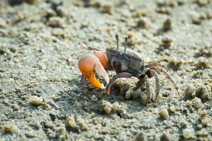 Mužský Šumař Krab