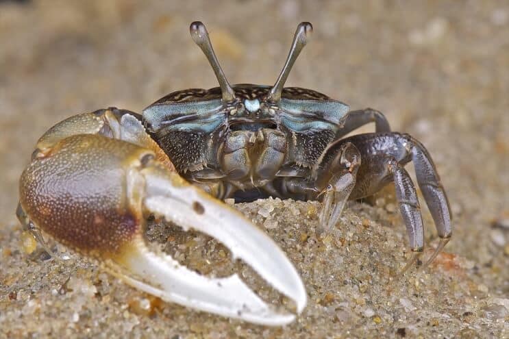 Šumařský krab zblízka