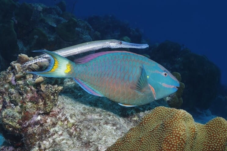 Stoptight Parrotfish