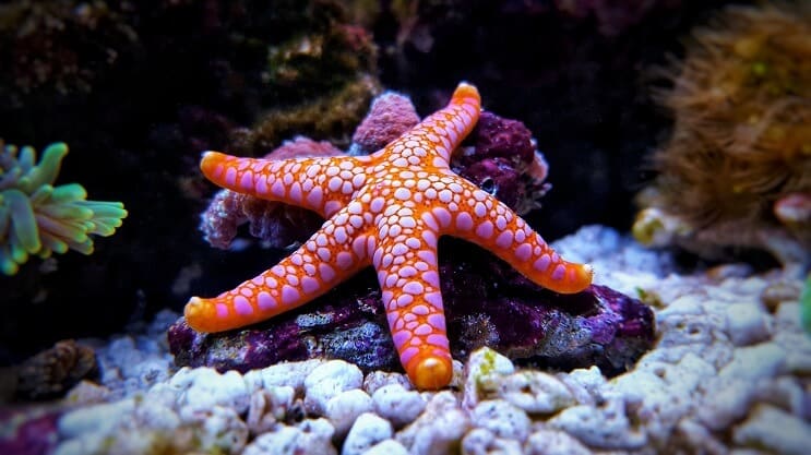 Sea Star v akváriu